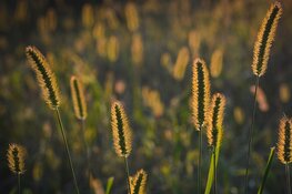 Gezocht: Biodiversiteitsinitiatieven uit de Regio