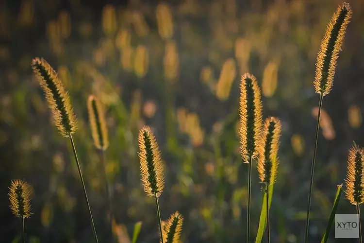 Gezocht: Biodiversiteitsinitiatieven uit de Regio