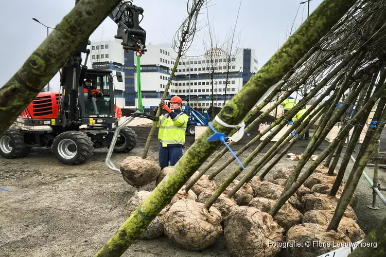 De eerste bomen aangekomen op het BoskDok