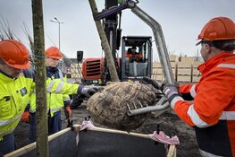 De eerste bomen aangekomen op het BoskDok