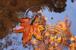 Wintertijd en november zorgen voor omslag. Echt herfstweer op komst met buien en wind
