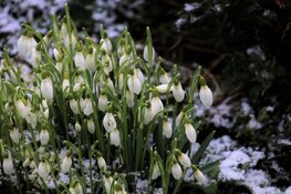 Maart roert zijn staart: zonneschijn gevolgd door (winterse) buien