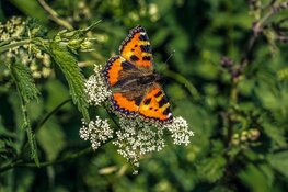Populaties dagvlinders meer dan gehalveerd sinds 1992