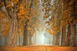 Eerste week november: zon, mist en koeler