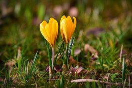 Winters weekend wordt gevolgd door zeer zacht weer met eind van de week mogelijk dubbele cijfers