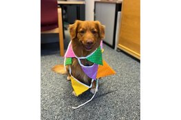 Friese kantoorhond Jack verkozen tot 'Braafste Kantoorhond van Nederland 2025'