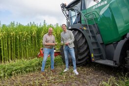 Wethouder Hein de Haan oogst vezelhennep voor woningbouw in Stiens