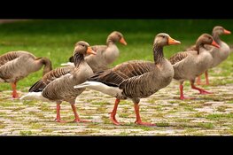 Provincie zoekt innovatieve oplossingen voor geschoten ganzen