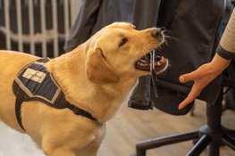 Estafettelopers sponsoren Hulphond Nederland